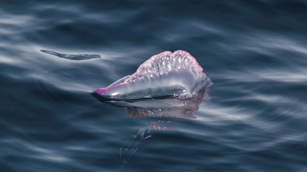 クラゲが増える時期はいつ?特に危険な3種類と刺された時にやってはいけない対処法